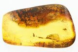 Fossil Ant-Like Stone Beetle (Scydmaeninae) in Baltic Amber #307595-1